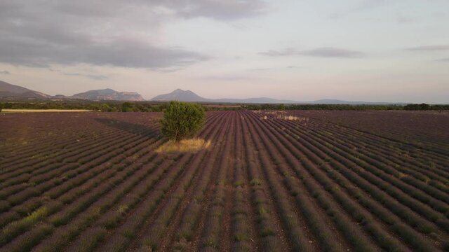 coucher de soleil et arbres au coucher de soleil - Plateau de Valensole