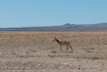 Pronghorn Antelope Doe in the Utah desert