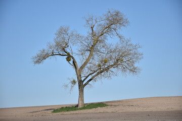 tree