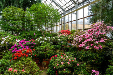 beautiful bright colors of plants. Botanical Garden. beautiful green plants. bright flower.