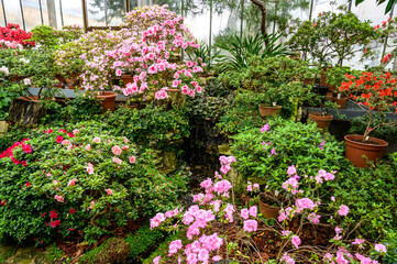 beautiful bright colors of plants. Botanical Garden. beautiful green plants. bright flower.