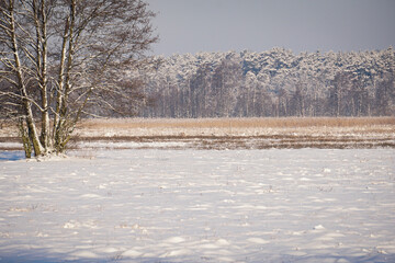 Landscape of winter meadow on the forest background