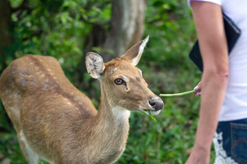 close up human hand holding vegetable to feeding small deer