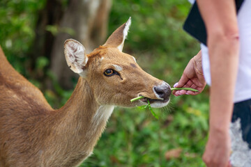 close up human hand holding vegetable to feeding small deer