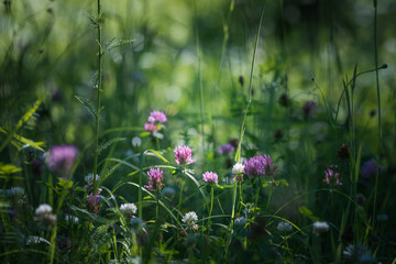 wildflowers genus Trifolium in the field