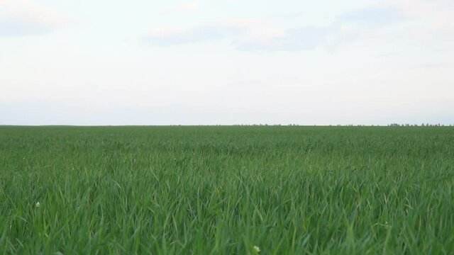 Young green sprouts of wheat or rye are swayed by a light breeze against a light cloudy sky.
