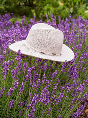Close up of lavender field with white straw hat. Vertical shot