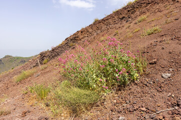 Mountainside of Mount Vesuvius volcano covered with volcanic tuff, Italy.