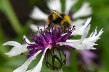 Early bumble bee species of honey bees on mountain cornflower sipping nectar. The queen is black...