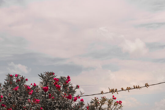 Birds, sky and flowers