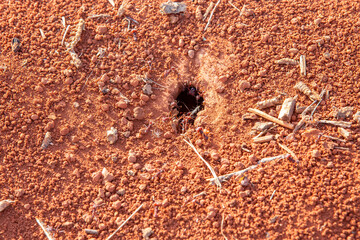 Sauba ants entering the nest hole of the anthill on the earth floor. Saúva