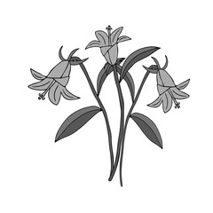 Gray Vector illustration of bouquet bell flowers with leaves isolated on a white background
