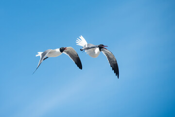 Black-headed gulls fly along the shore in New Jersey.