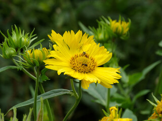 bee on yellow flower horizontal shot sunflower 