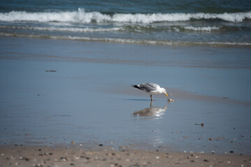 A seagull eats a crab on the beach in New Jersey.