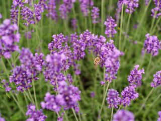 Obraz premium Close up of lavender field. Bee insects collects pollen and nectar.