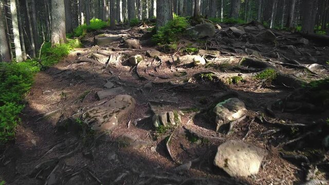Trail to Mount Hoverla through the forest in an early sunny morning. Hoverla is the highest mountain in the Ukrainian Carpathians. Its height is 2061 m.