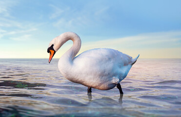 White swan in the water at the sunrise. Waves and sunlight. Romantic background.