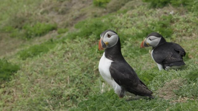 Atlantic Puffin or Common Puffin, Fratercula arctica,
