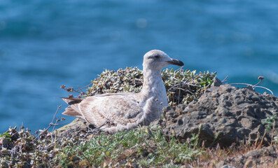 Birds on the N. California coast