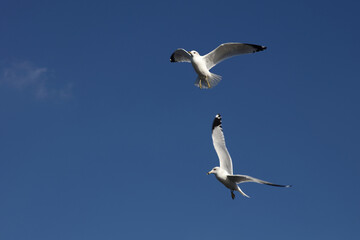 Ringschnabelmöwe / Ring-billed gull / Larus delawarensis.