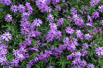 Obraz premium Purple flowers Phlox subulata in the garden, background.