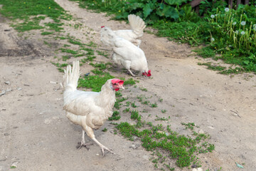 White chickens on the street in the village.