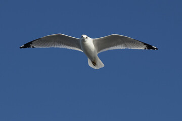 Ringschnabelm&ouml;we / Ring-billed gull / Larus delawarensis.