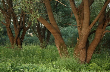 Old trees on the outskirts of the swamp in June