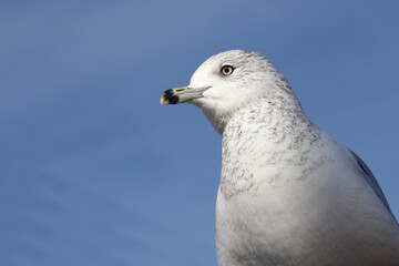 Ringschnabelmöwe / Ring-billed gull / Larus delawarensis