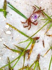 Sand Fiddler Crab aka Uca pugilato