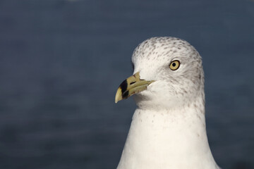 Ringschnabelmöwe / Ring-billed gull / Larus delawarensis
