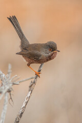 little bird perched on a branch