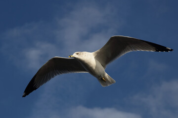 Ringschnabelmöwe / Ring-billed gull / Larus delawarensis.