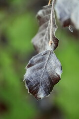 Fagus sylvatica "Purple Fountain" - black leaves of a tree