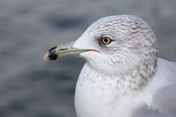 Ringschnabelmöwe / Ring-billed gull / Larus delawarensis