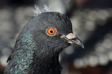 Taube / Dove / Columba