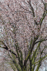 In early spring the dry branches of the cherry trees are filled with delicate flowers in a dazzling spectacle of nature.