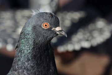 Taube / Dove / Columba