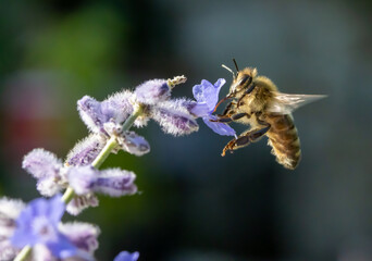 Bee flying at a lavender flower, macro view. A honey bee working at garden with Lavandula angustifolia, close up.