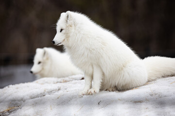 Obraz premium region fox in the snow