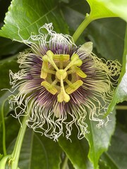 passionfruit flower closeup