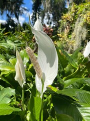 white flower in the garden