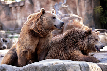couple of grizzly bears resting on a rock