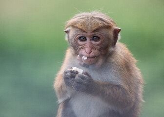 Obraz premium Toque macaque - The Sri Lankan Monkey