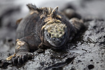 Close-up head on portrait of Marine Iguana (Amblyrhynchus cristatus) staring at camera Galapagos Islands