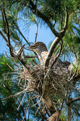 Black Crowned Night Heron