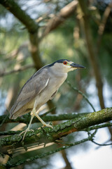 Black Crowned Night Heron