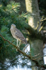 Black Crowned Night Heron