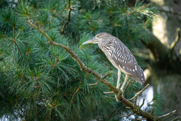 Black Crowned Night Heron